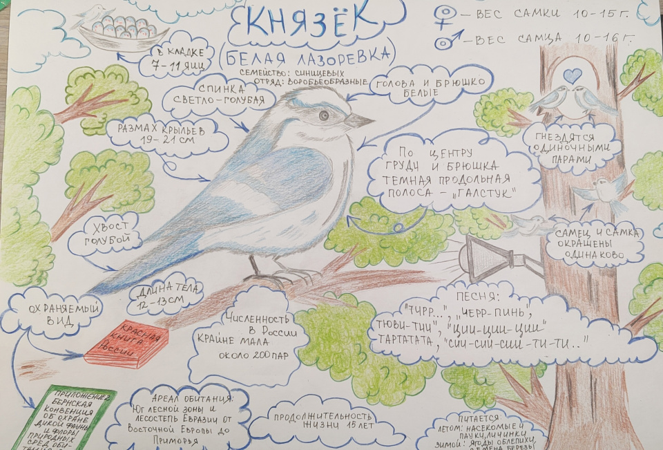 Князек (Белая лазоревка)