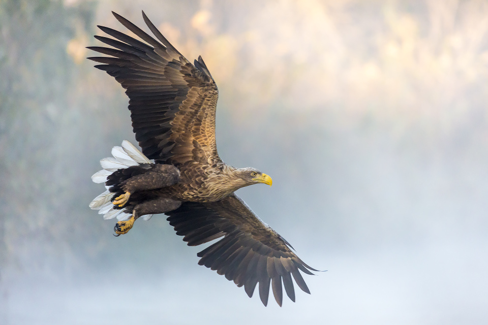 Орлан-белохвост