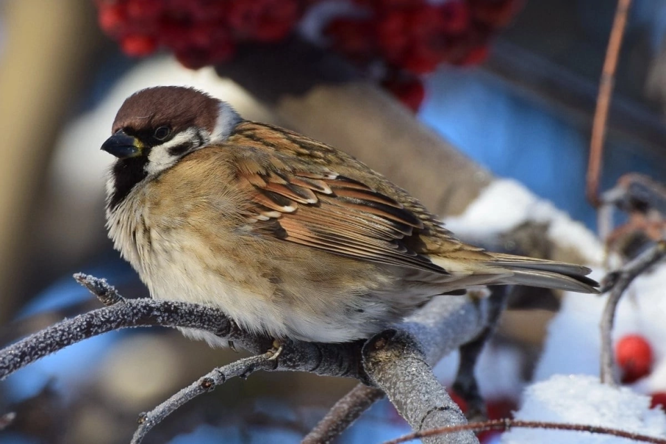 «Пушистое чудо»