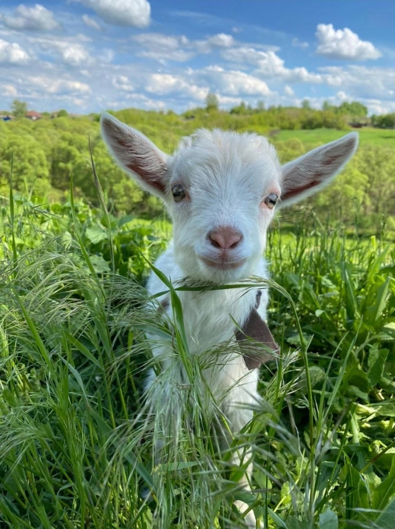  «Летние каникулы»