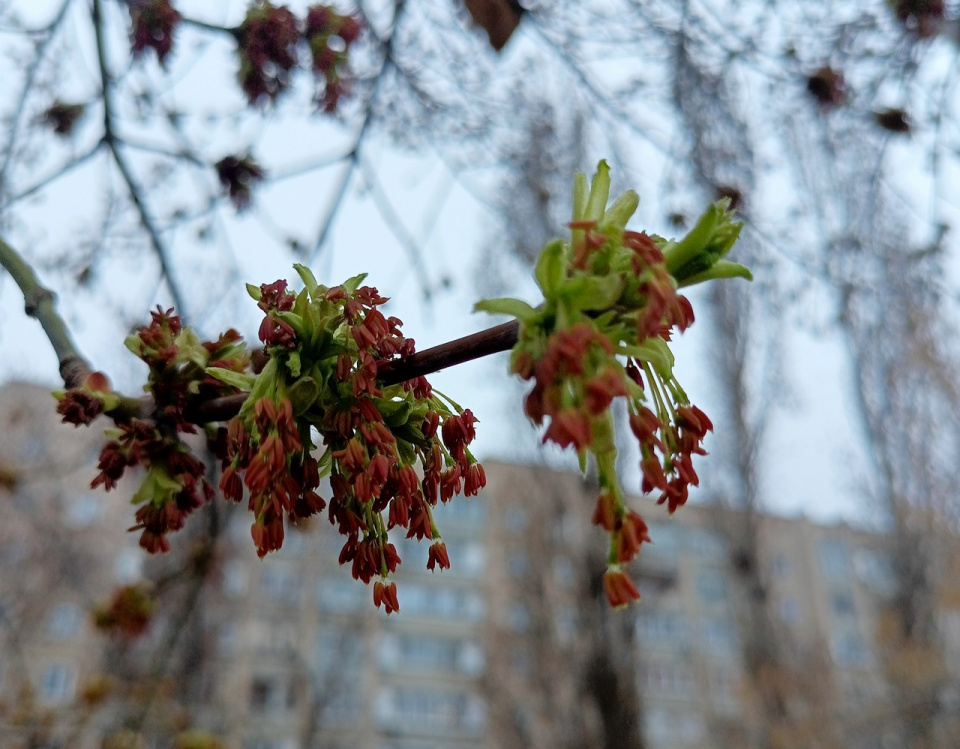 Сережки