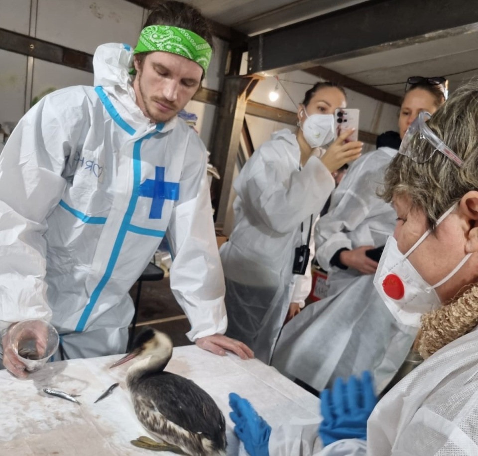 кормление птиц