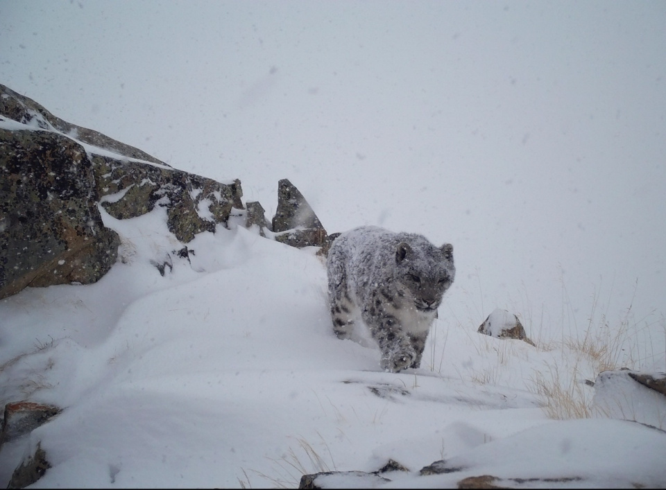 Сохраняй Алтай